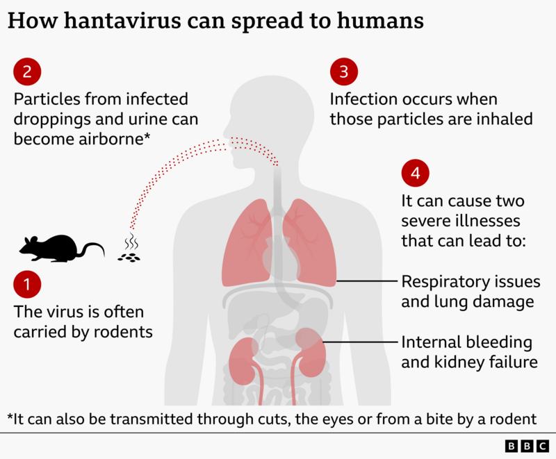 Is Hanta Virus in the Uk