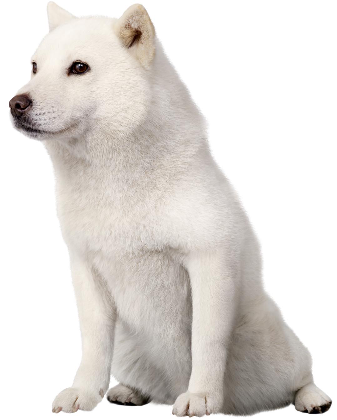 カイくんの犬種は柴犬じゃない？白戸家お父さんの正体と後継犬の現在
