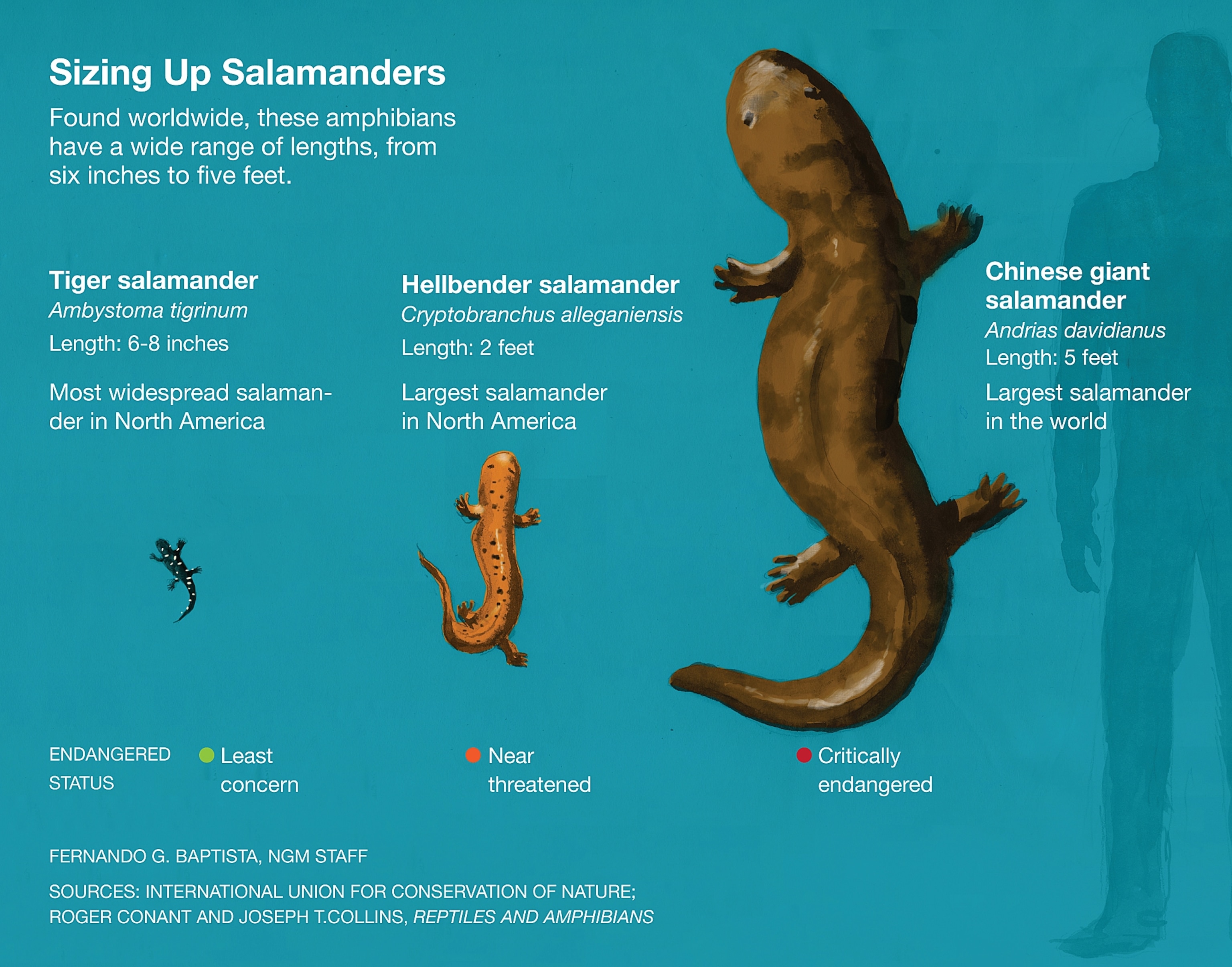 How Big Can a Salamander Get