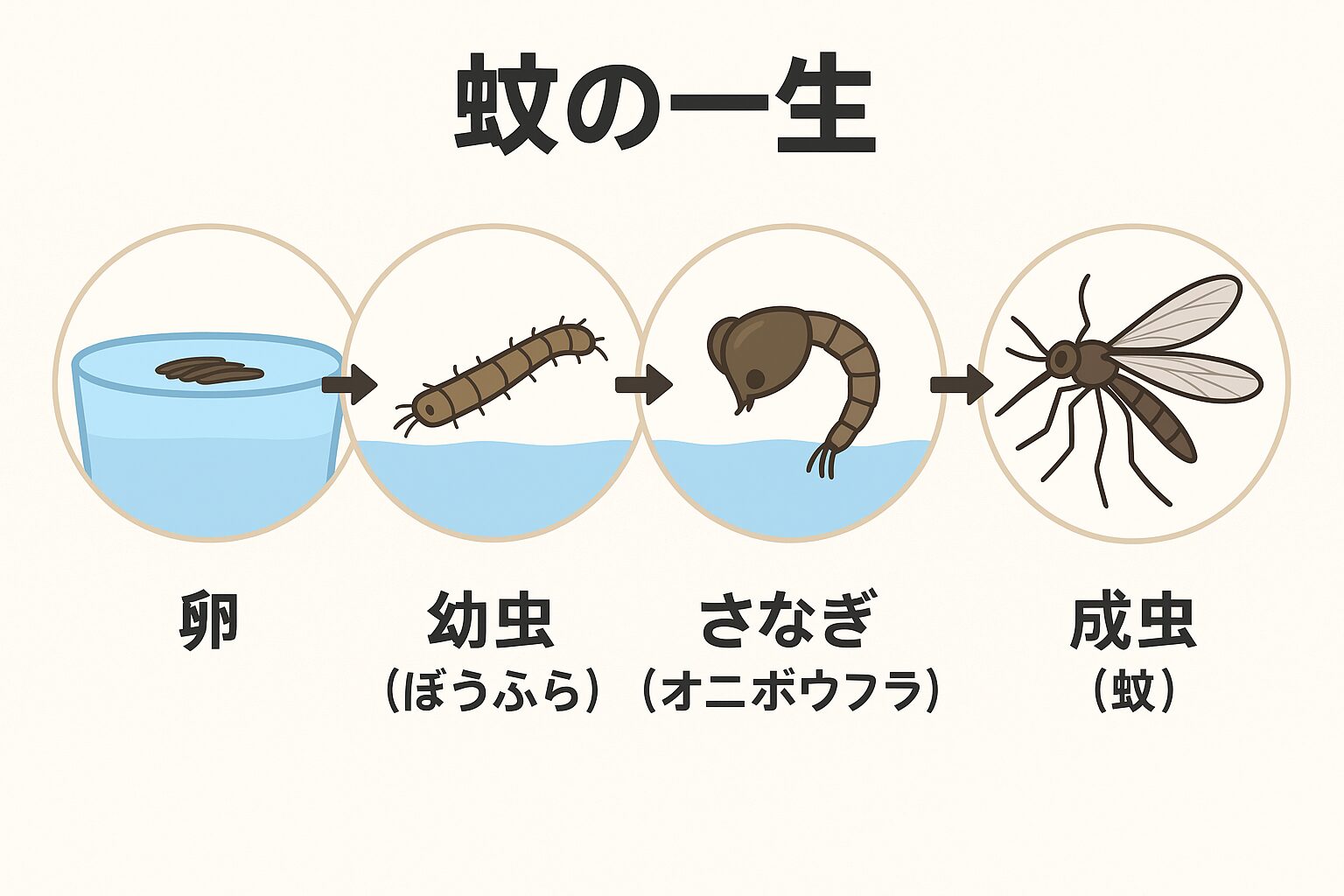 部屋の蚊の寿命は何日？血を吸わない生存期間と冬を越す真相を徹底解剖