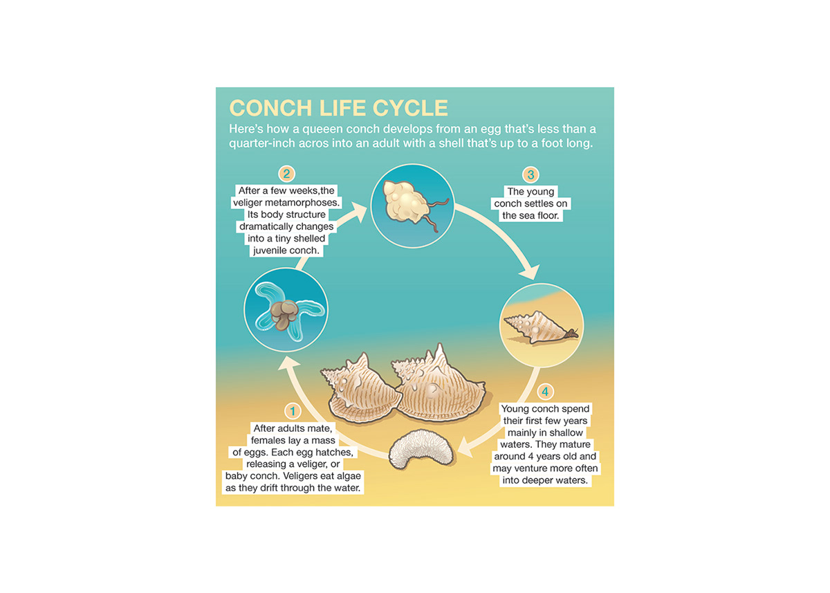 How Do Conch Reproduce
