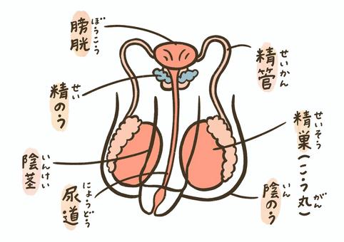 【画像あり】 生理 と は 男 に わかり やすく 最新熱愛噂まとめ #906