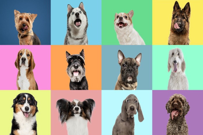 犬の14歳は人間で何歳？サイズ別換算表と後悔しない老犬介護の真実
