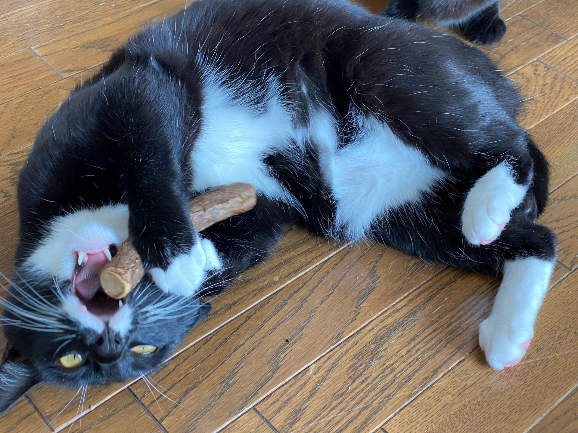 猫がまたたびに反応する驚きの理由！解明された脳内物質と防虫機能