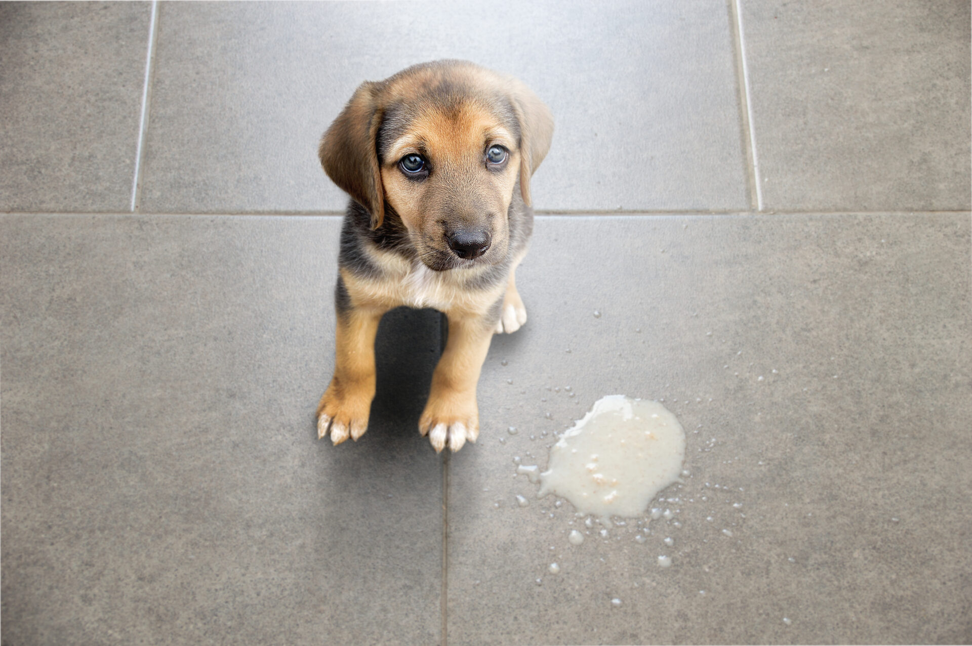 犬の黄色い嘔吐はなぜ起きる？空腹と重病の見分け方と救急受診の基準