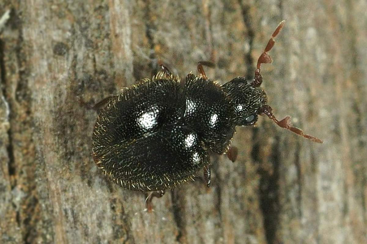 ヒメホコリタケとシバンムシの発生原因は？室内被害と駆除法を徹底解説