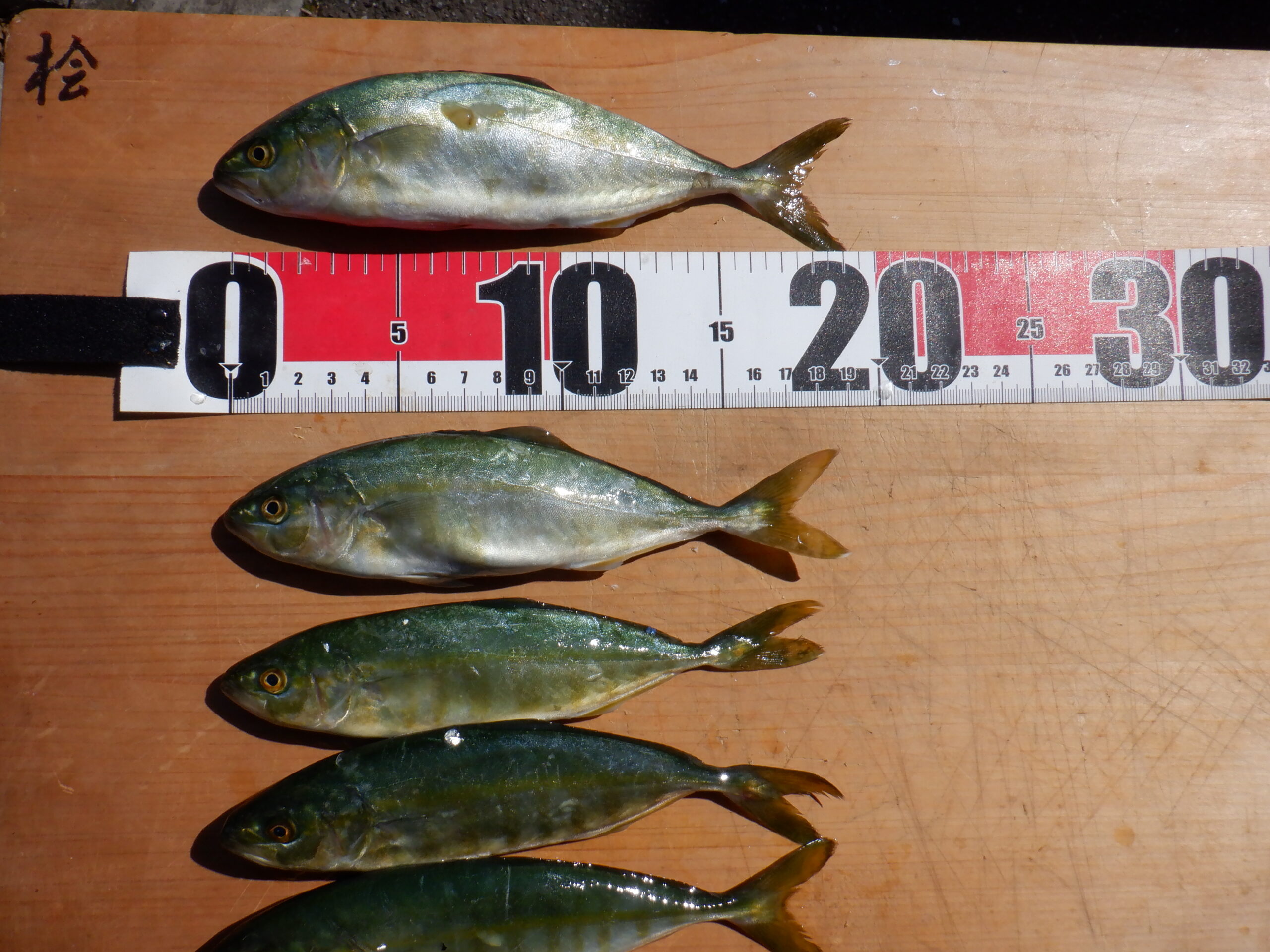 日本の食卓からブリが消える？2026年「もじゃこ」激減が突きつける養殖水産業の危機と変革