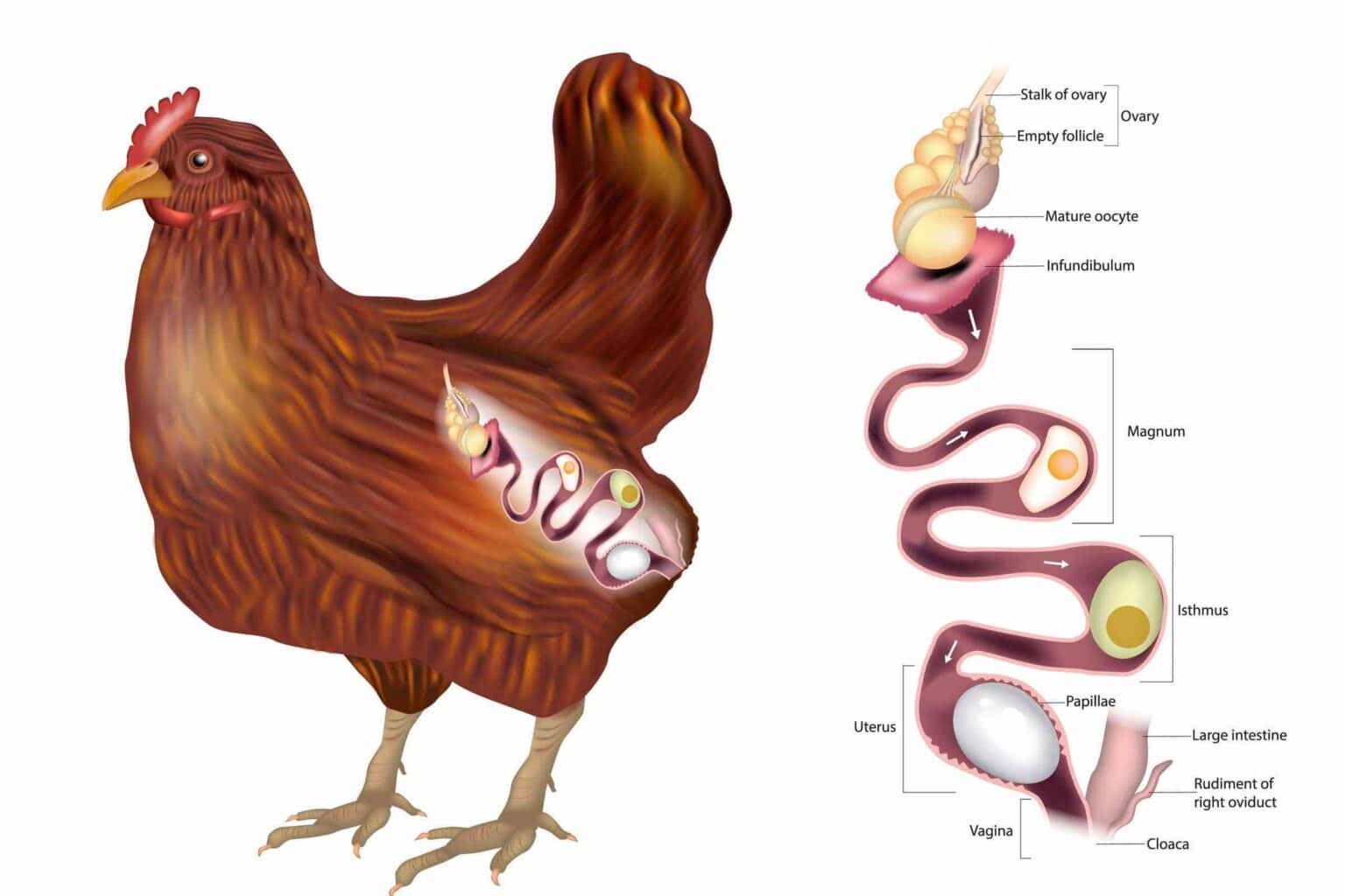 Where Does the Egg Come out of a Chicken