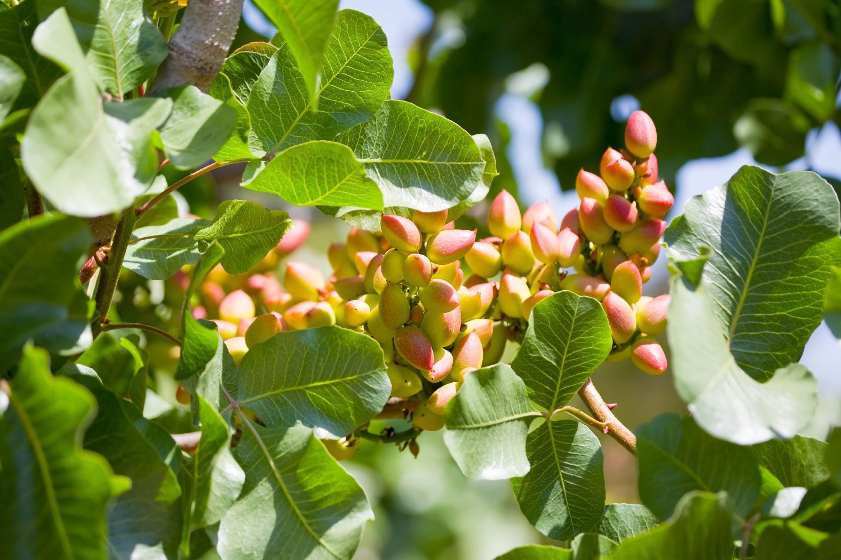 Where Do Pistachio Nut Trees Grow
