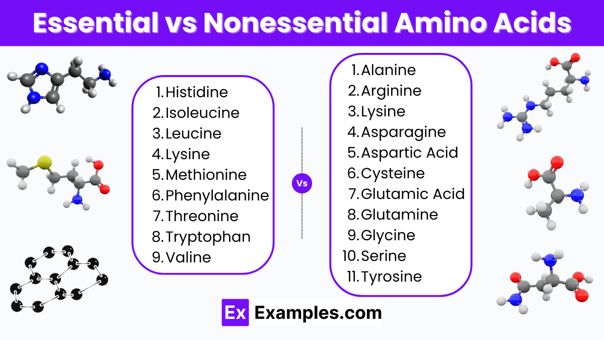 Essential and Non-Essential Amino Acids