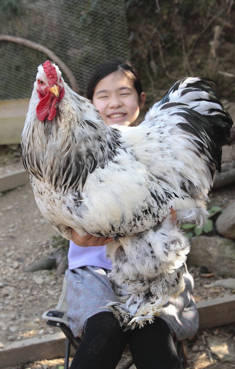 世界最大級ブラマ鶏の真実！大きさや値段から日本飼育法まで徹底解剖