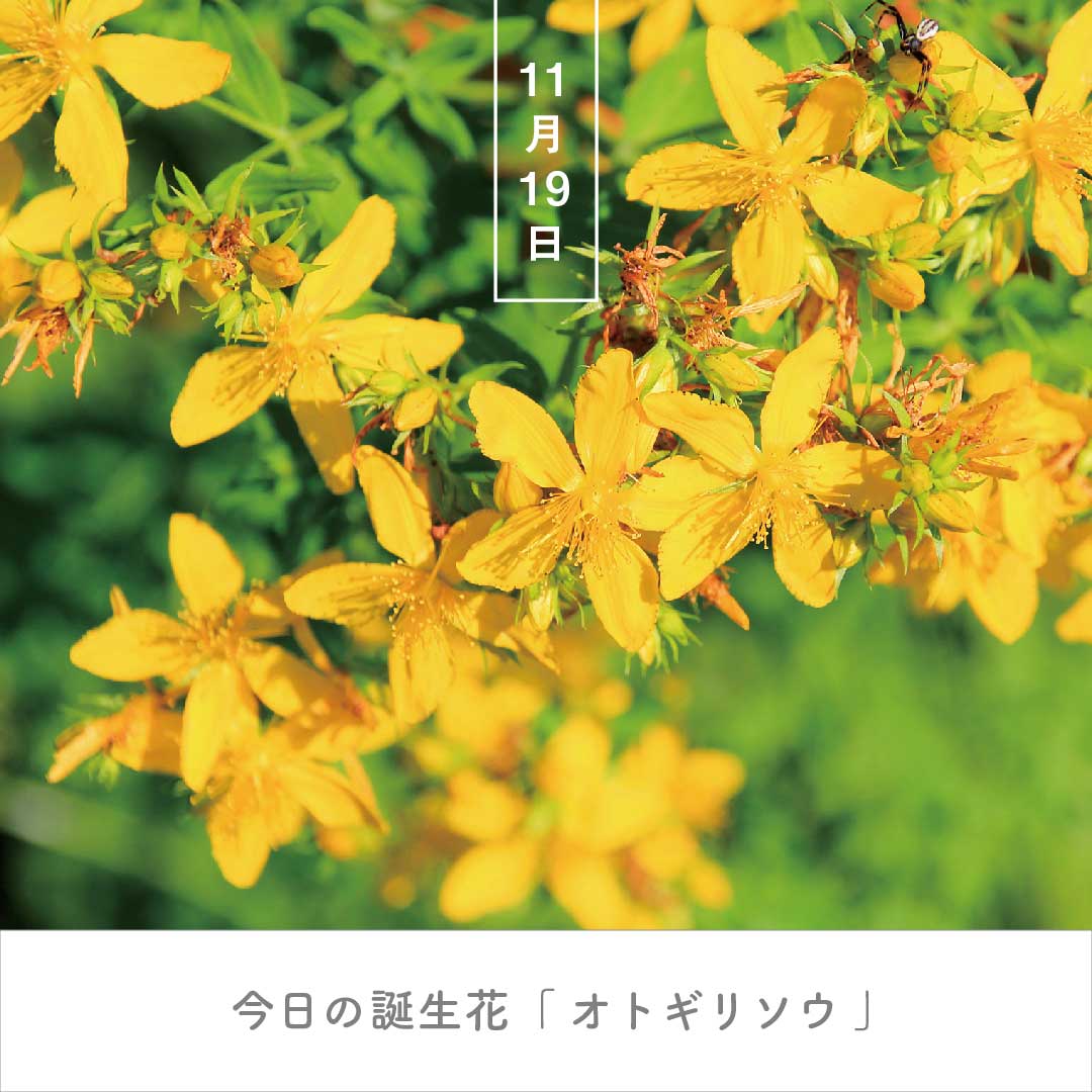弟切草の花言葉はなぜ怖い？血塗られた伝説の真相と黒い斑点の謎