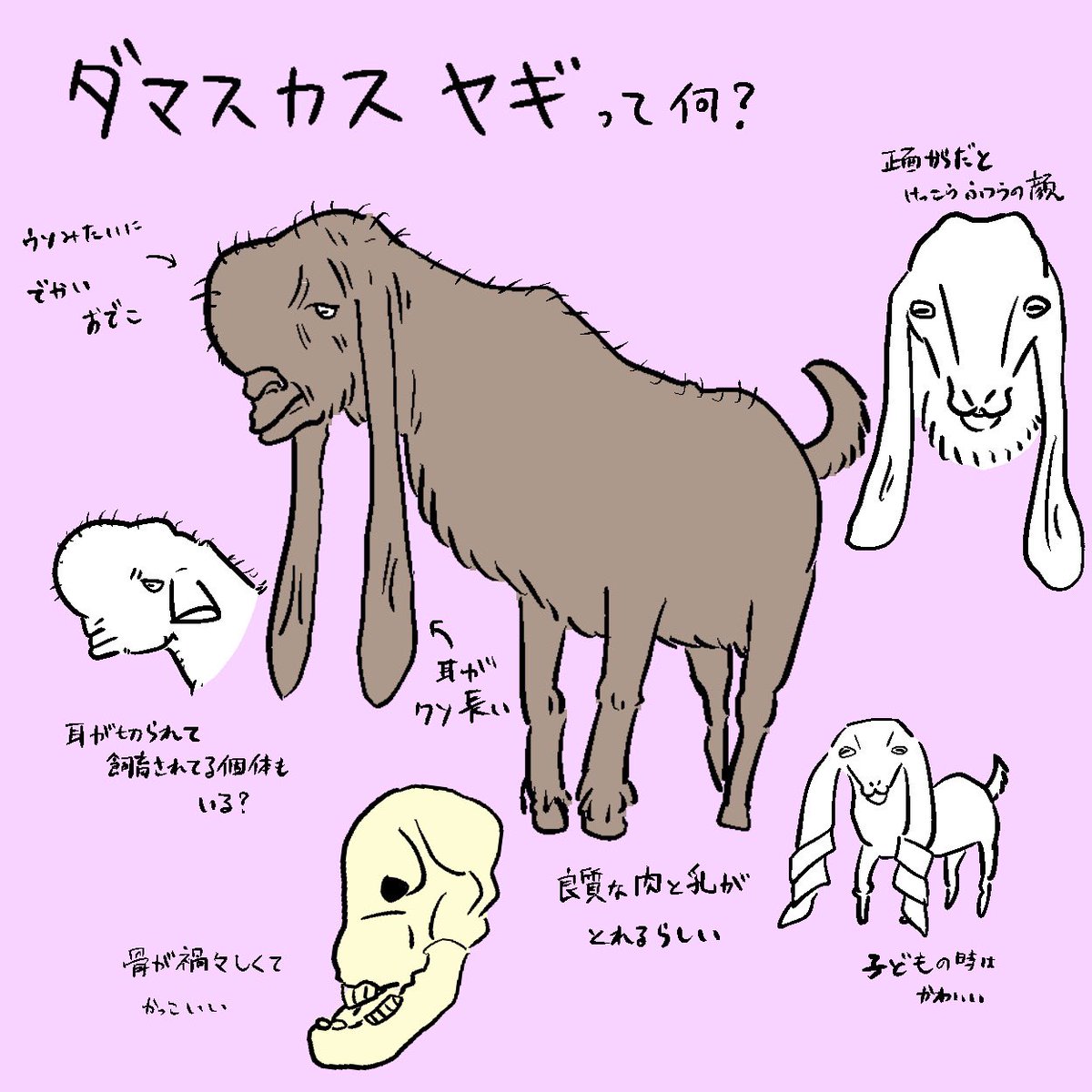 衝撃のダマスカスヤギ！異形の容姿と高額取引の裏側を徹底解剖