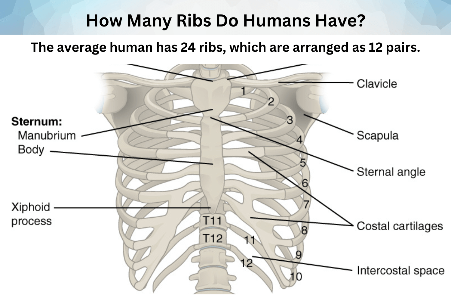 Ribs How Many Do We Have