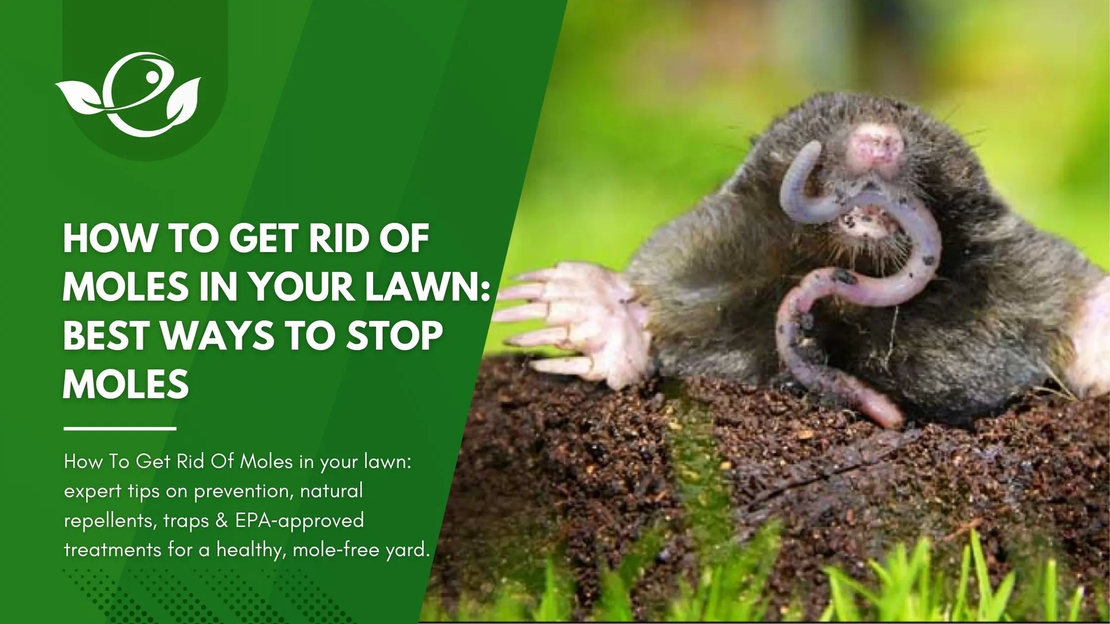 Lawn Treatment to Get Rid of Moles