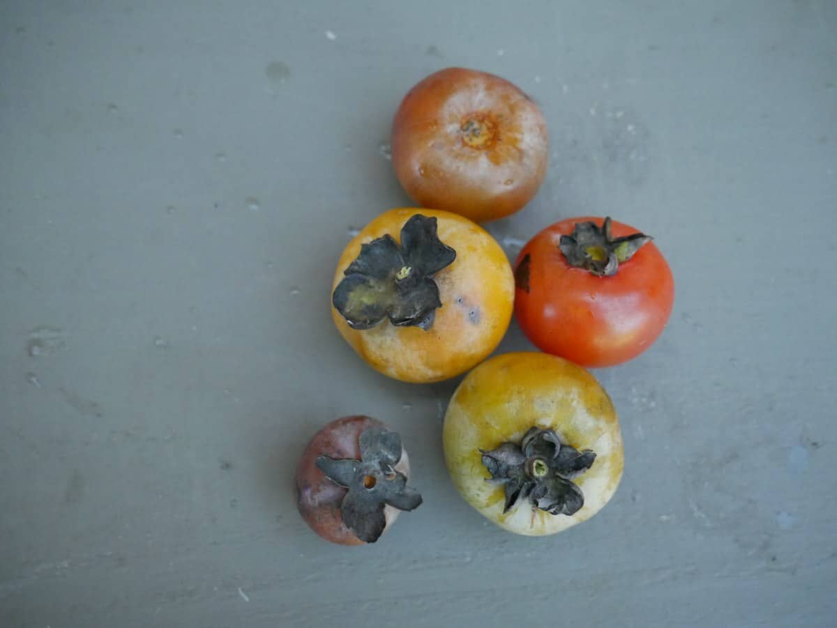 How to Tell If a Persimmon Is Spoiled