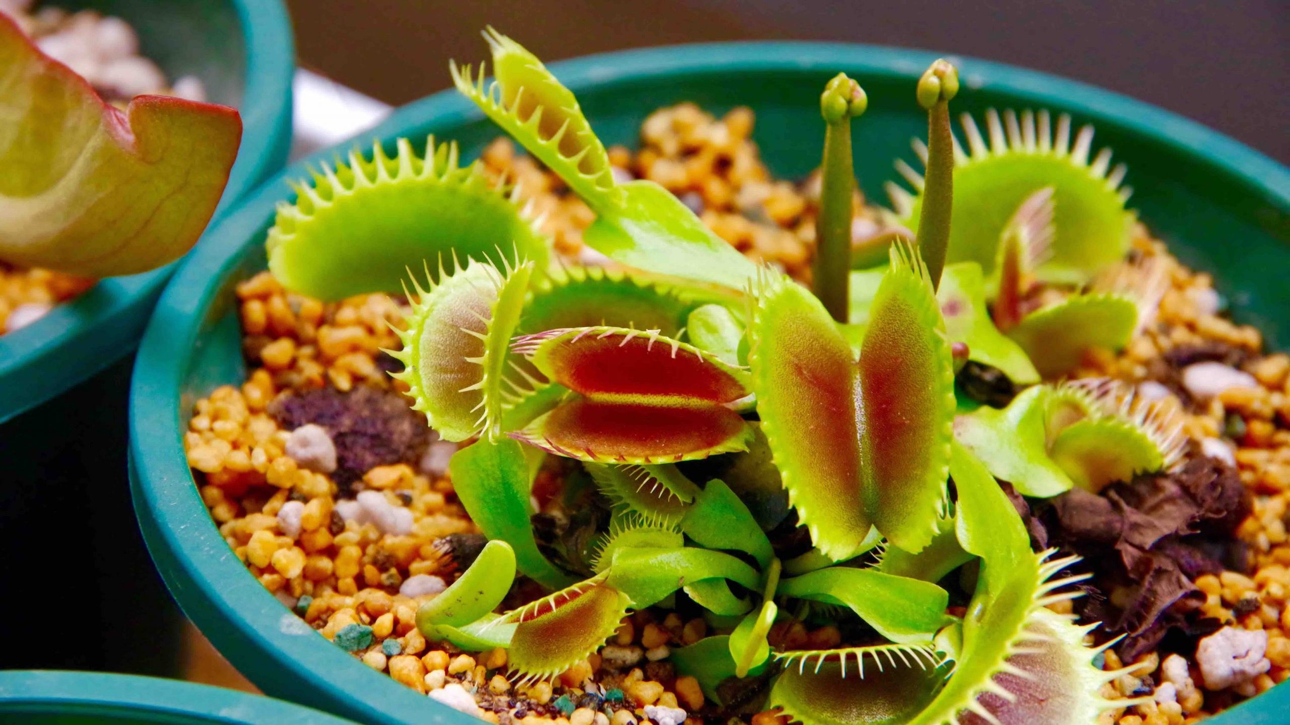 なぜ虫を食べる？食虫植物の驚くべき生態と失敗しない育て方完全解説