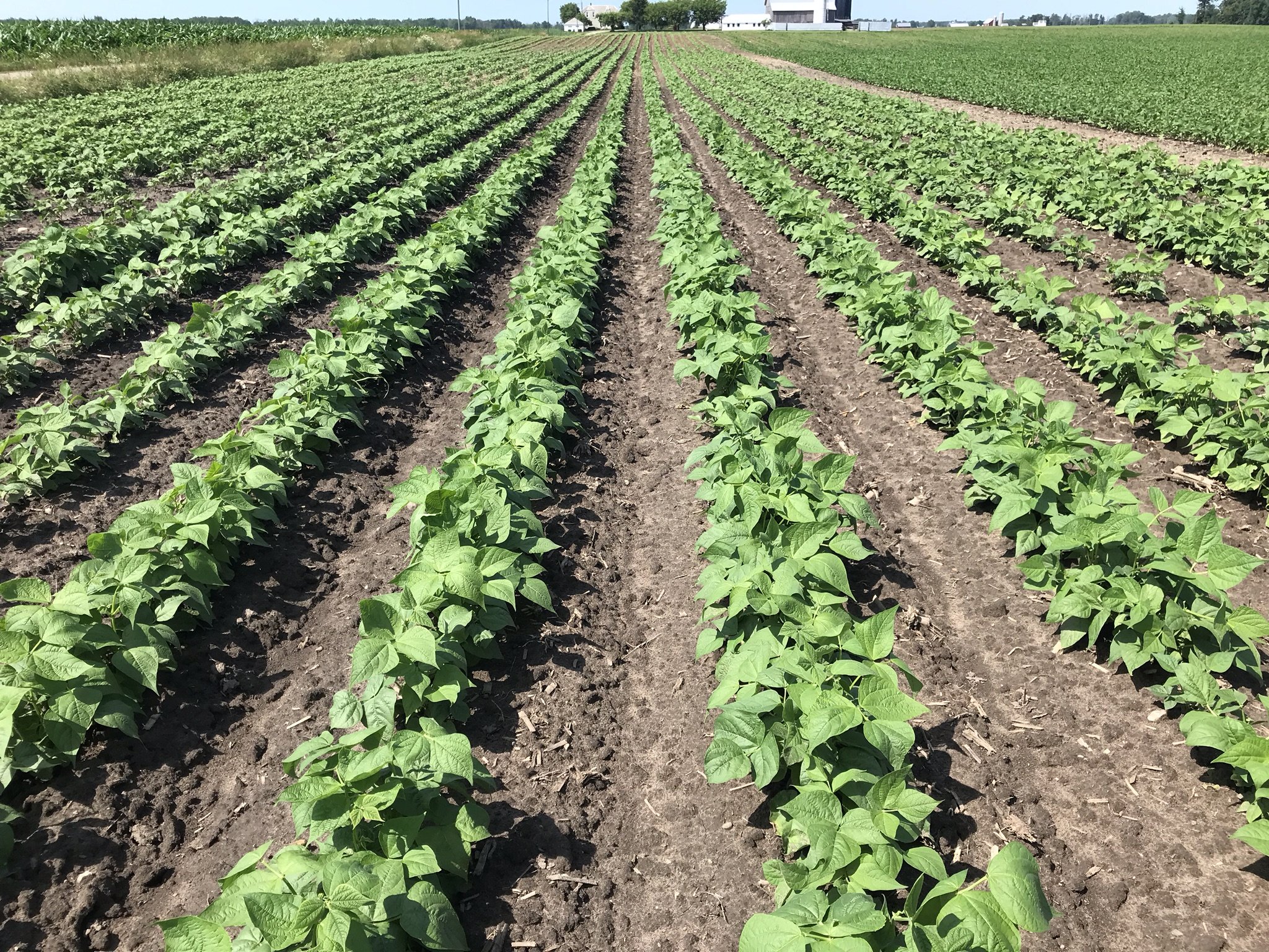 2026年、食糧危機を破る「豆」の最前線：世界のBean Farmが起こす農業イノベーションと日本の未来