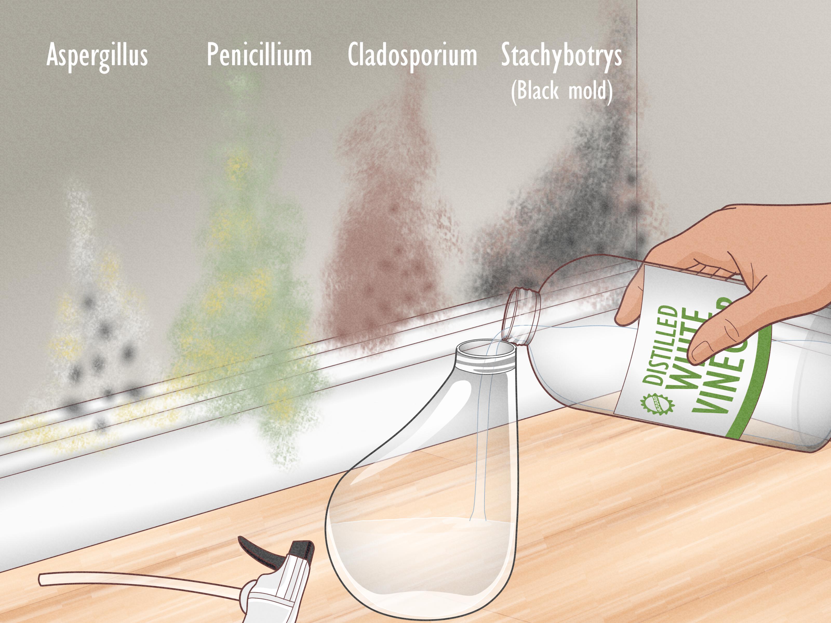 Best Vinegar to Kill Mold