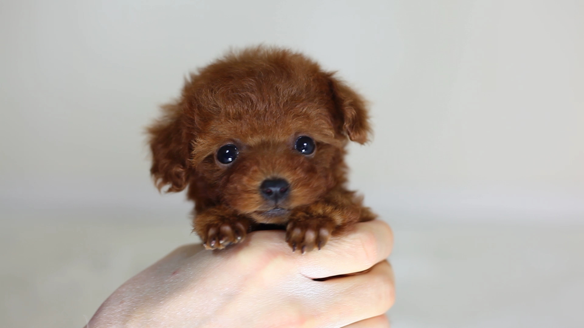 超小型犬ティーカップの真実と飼育リスク！寿命・価格・後悔の防ぎ方
