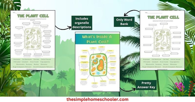 Concept Covered the Plant Cell Answer Key