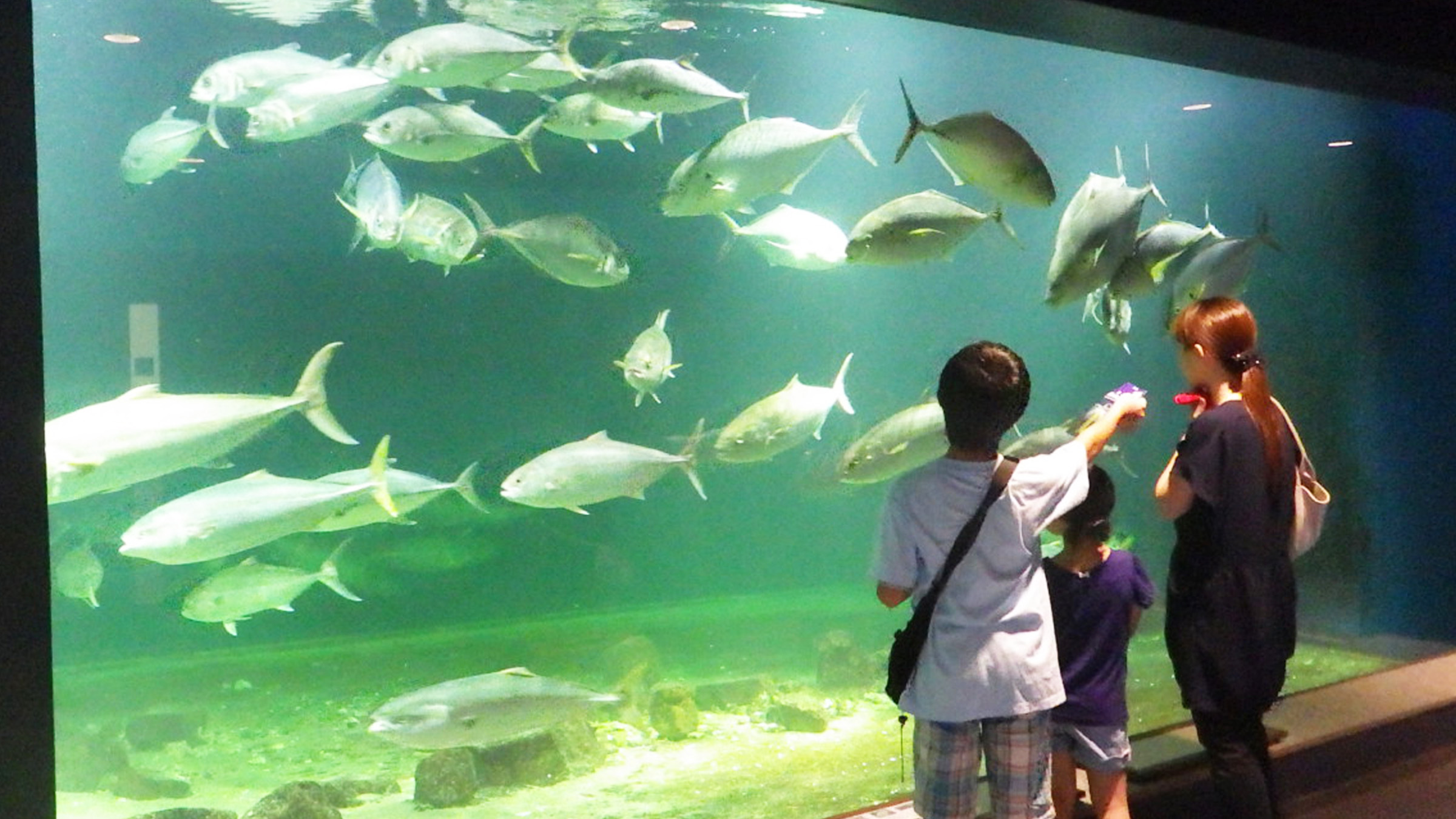 【2026年最新】派手なイルカショーはない。それでも大人が熱狂する「京都大学白浜水族館」の知られざる底力