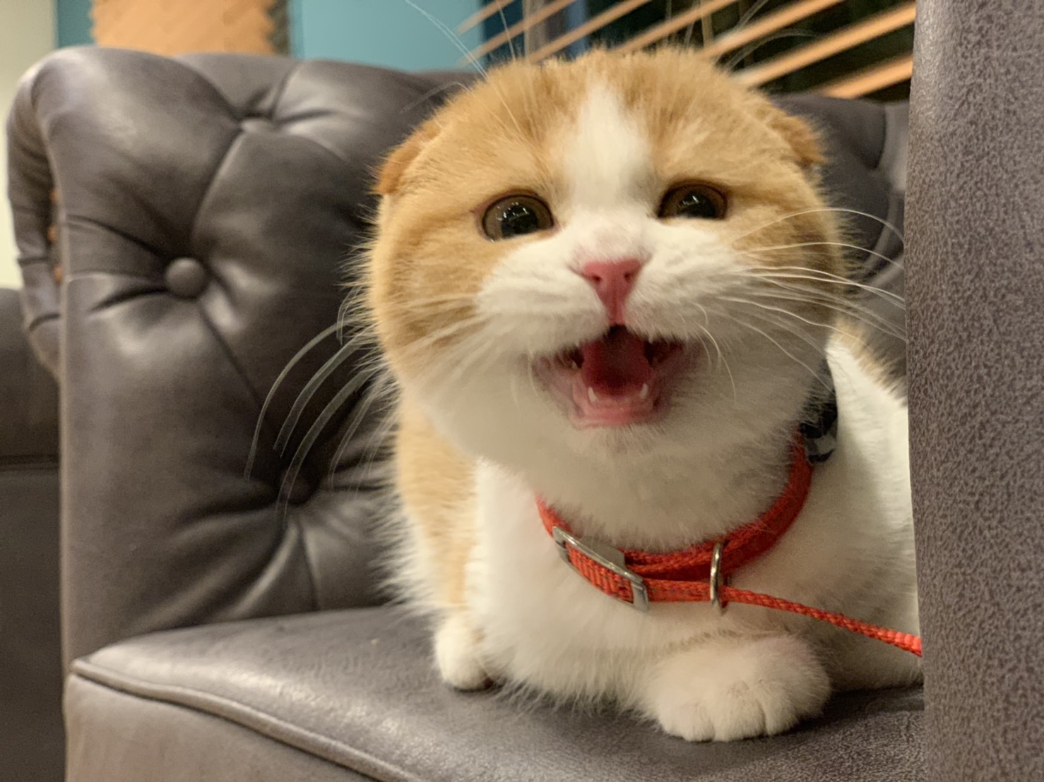 沖縄の猫カフェ決定版！那覇・北谷の人気店と保護猫の実態を徹底調査