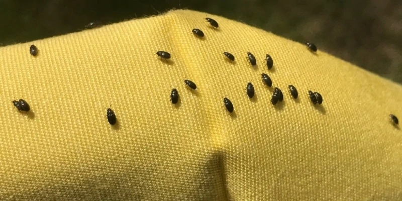 Little Tiny Flying Black Bugs in House