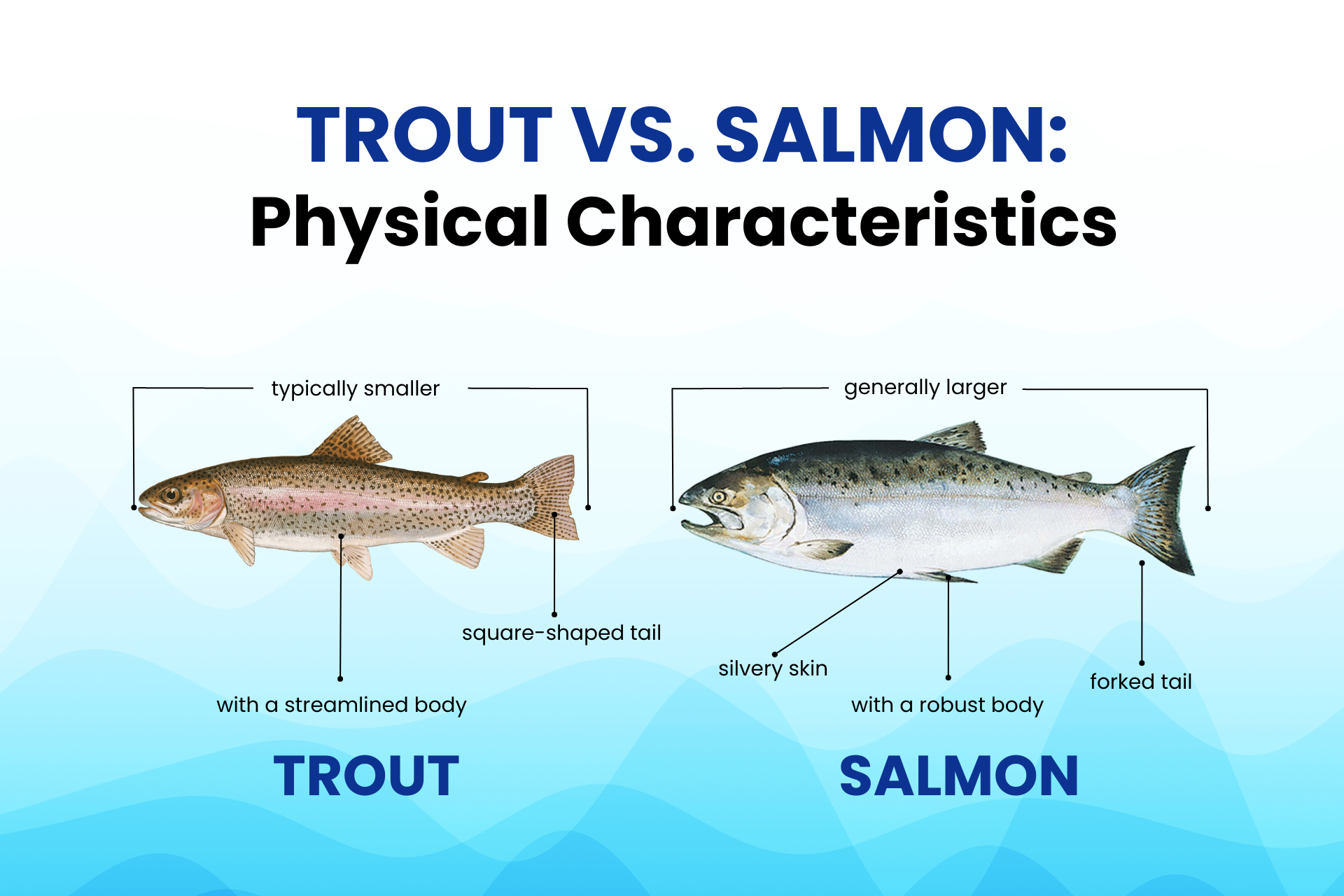 Difference Between Salmon and Trout
