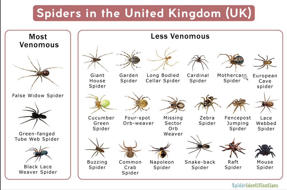 Are Spiders Dangerous in the Uk
