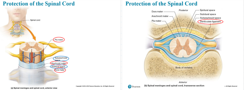 Art Labeling Activity Protection of the Spinal Cord