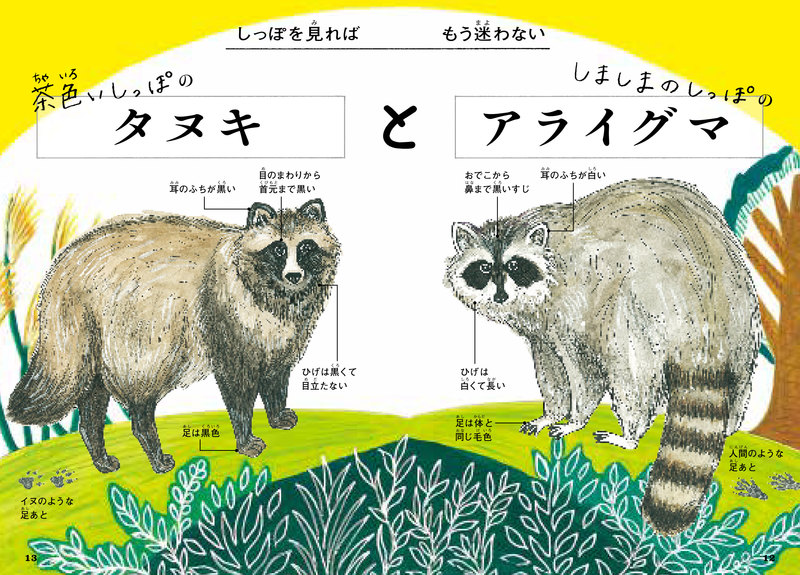 狸かアライグマか？Snsでバズる「超酷似アニマル」大混同の真相と、最新Dna解析が明かした進化の不可思議【2026年最新ルポ】
