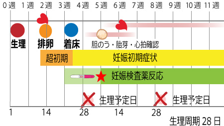【まとめ】 妊娠 心拍 確認 いつ 人気理由と評判まとめ #841