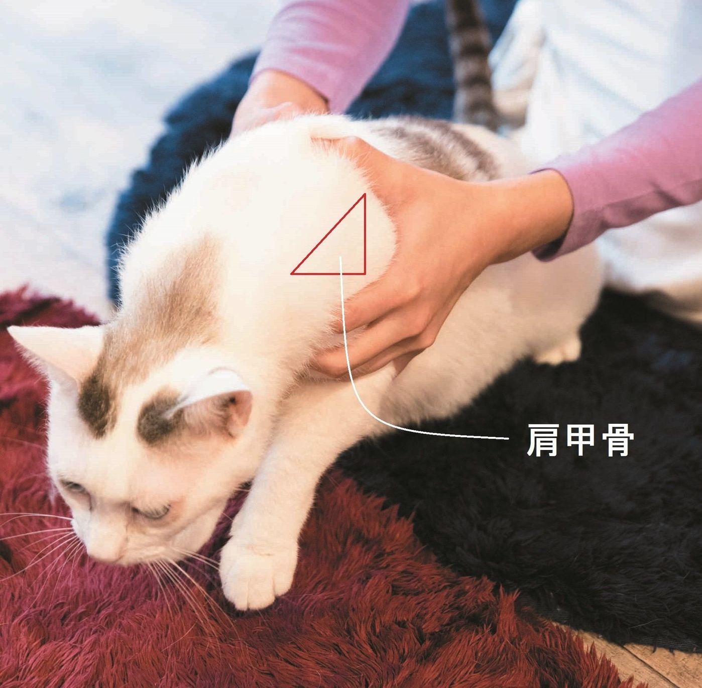猫が暴れるNgな持ち方とは？愛猫が落ち着く正しい抱き方を徹底解剖