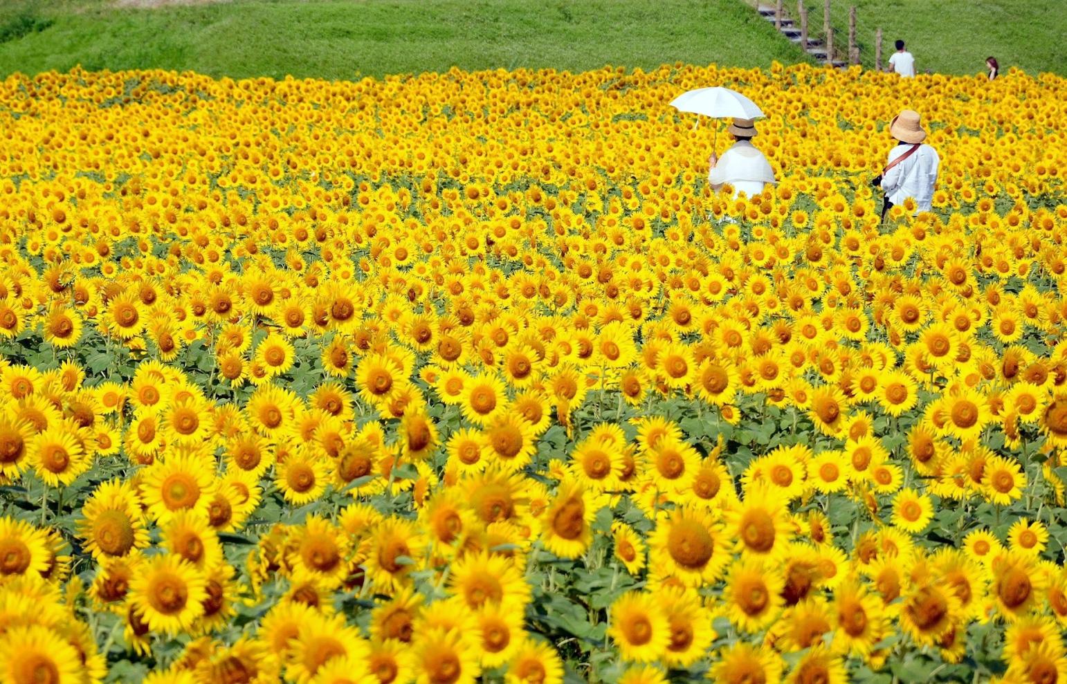 柳川ひまわり園2026の開花状況と見頃！50万本の絶景と混雑回避法