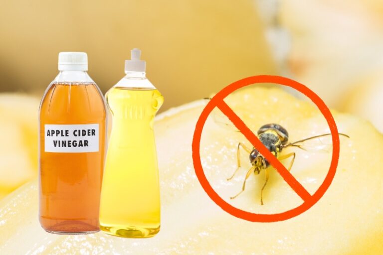 Does Apple Cider Vinegar Kill Fruit Flies