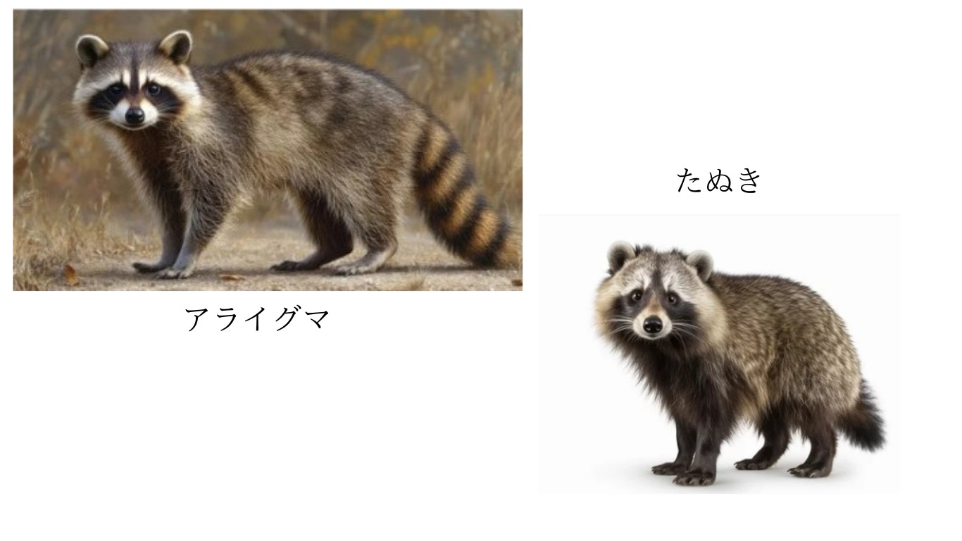 タヌキとアライグマの見分け方徹底解説！尻尾と眉間で見抜く害獣対策