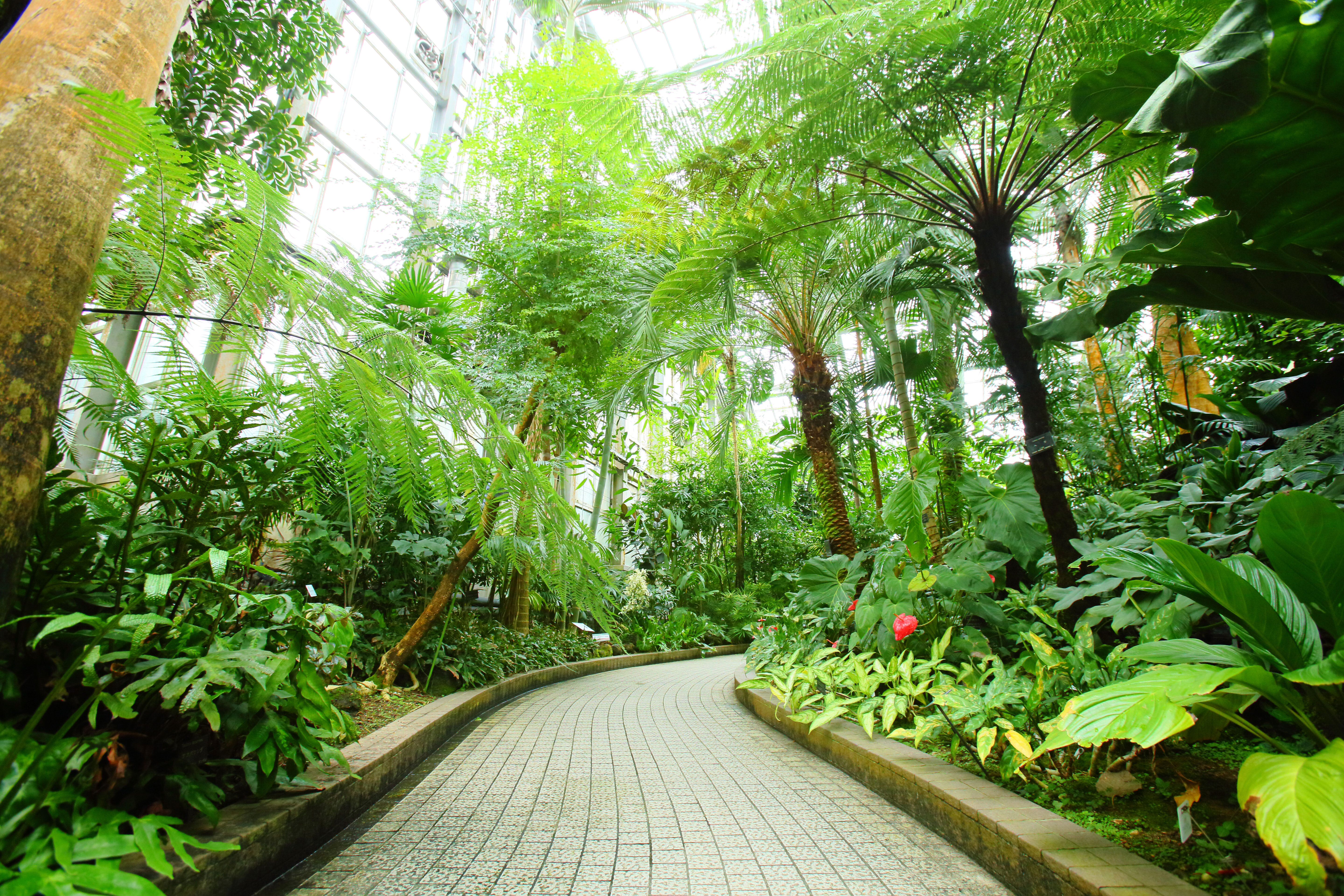 京都府立植物園2026最新ガイド！見頃の花と温室・アクセス徹底取材