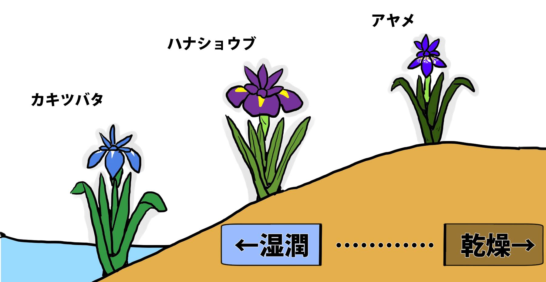 菖蒲とあやめの違いとは？花びら模様と生育地で見分ける決定版