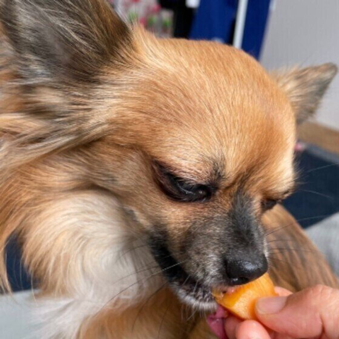犬は柿を食べられる？種や皮の危険性と適量・干し柿の注意点を徹底解説