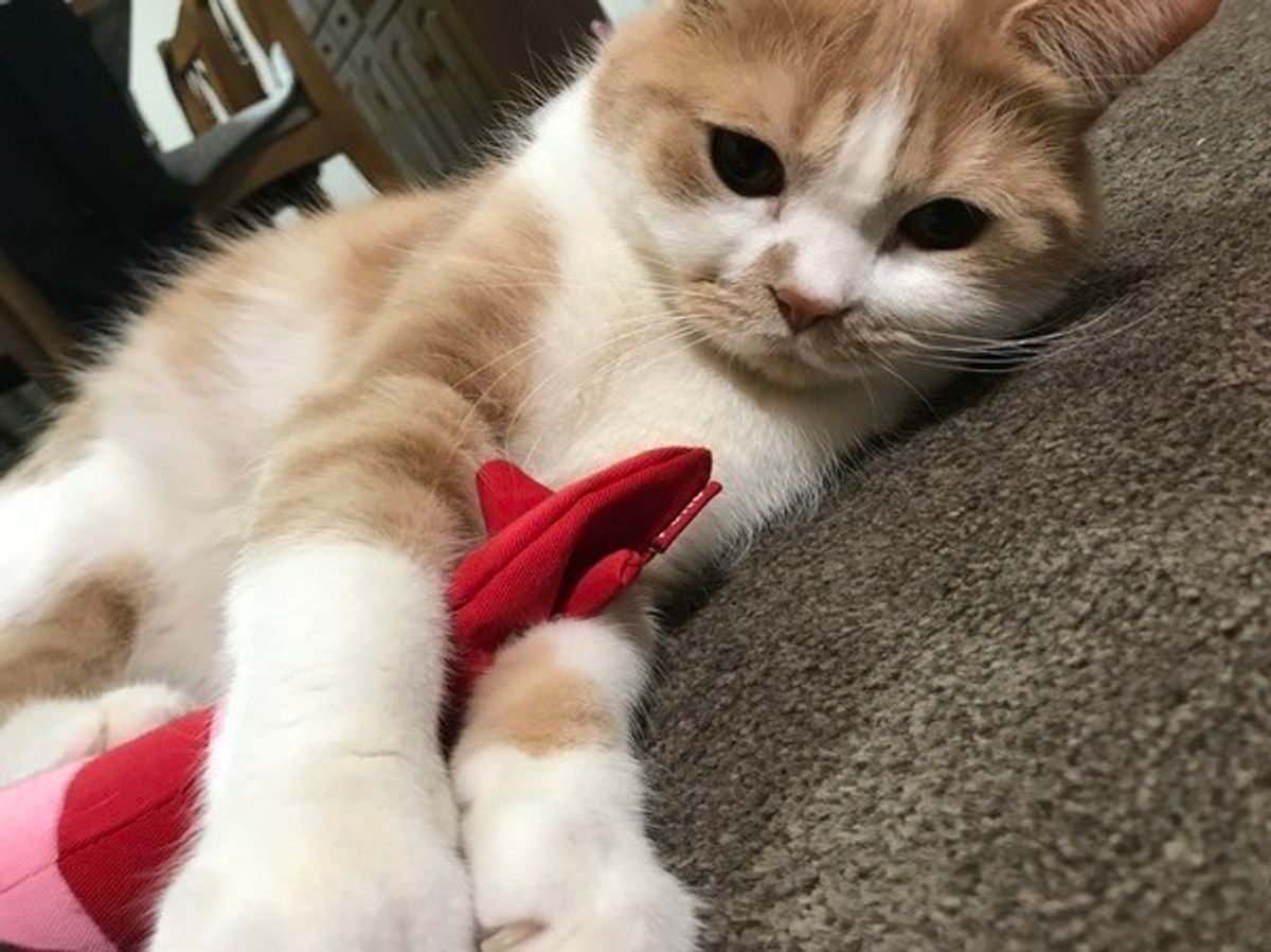 猫アレルギーでも諦めない！最新医療と失敗しない猫の選び方解説
