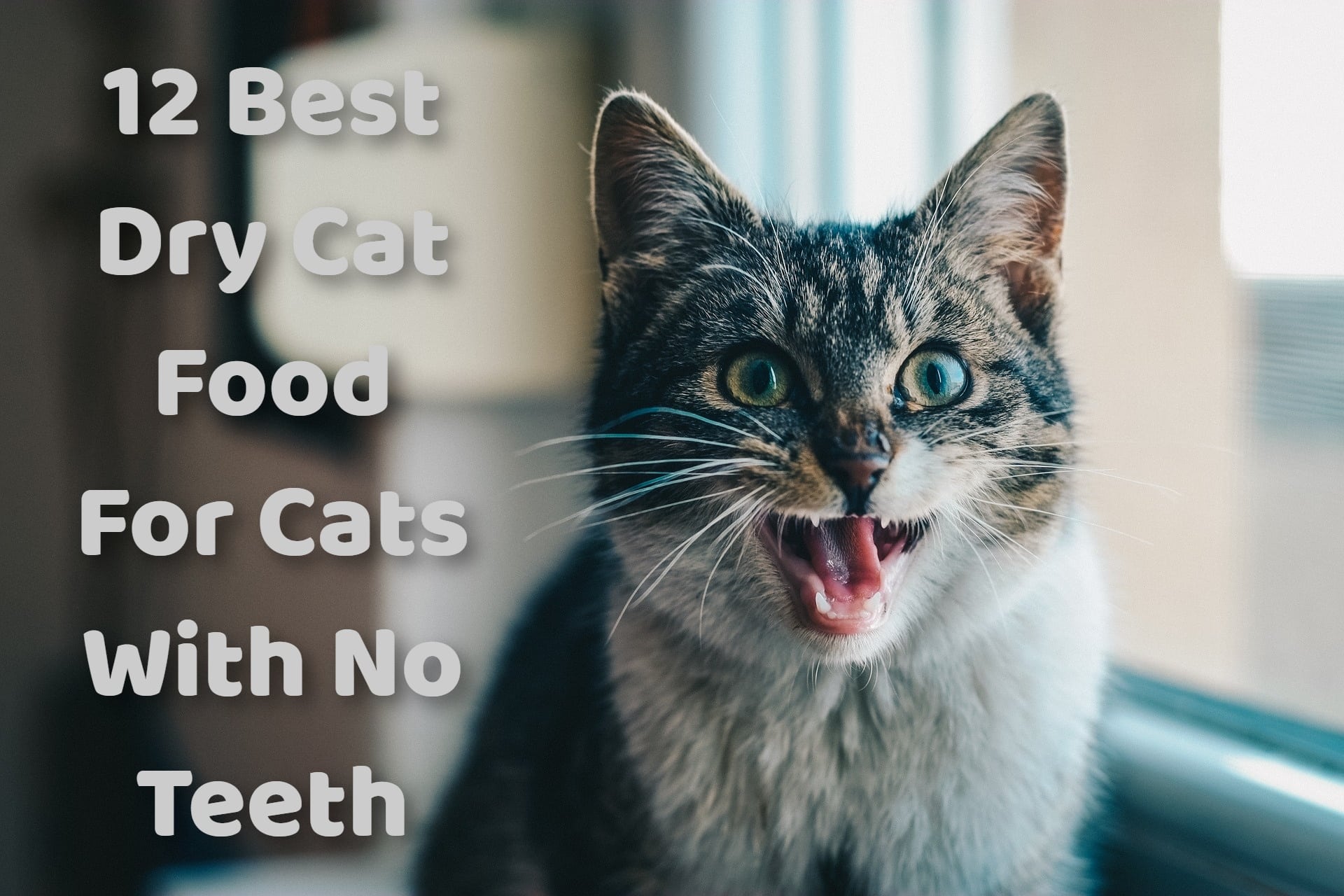 Can Cats with No Teeth Eat Dry Food