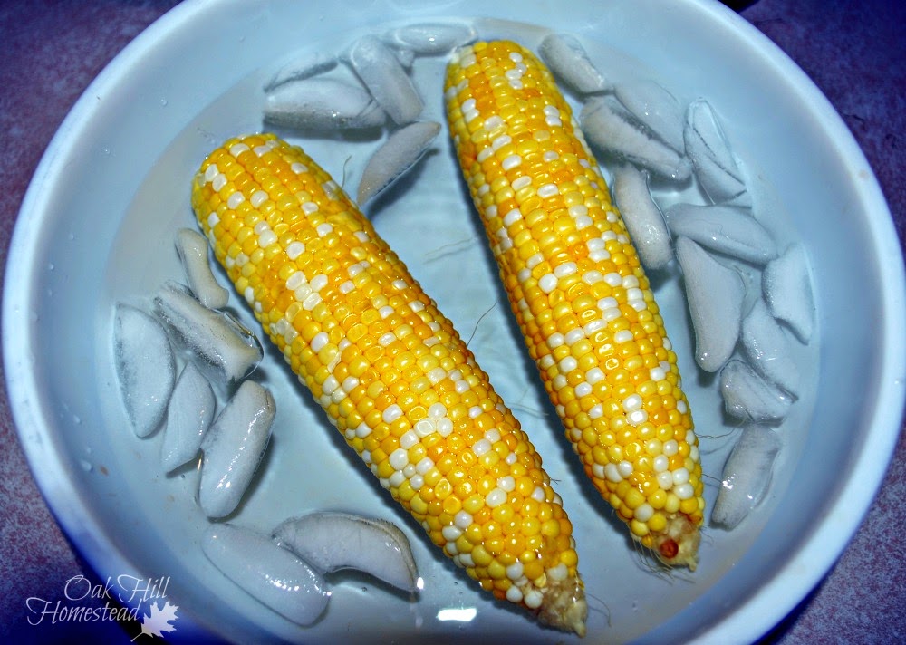 Can You Freeze Whole Ears of Corn