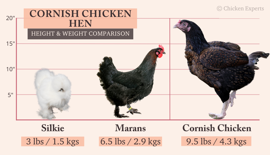 Cornish Hen Alive Size