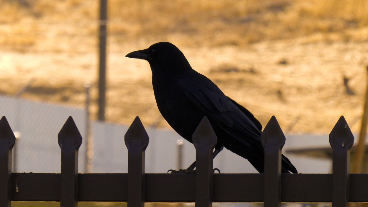 カラスを英語で何と言う？CrowとRavenの違いや慣用句を解説