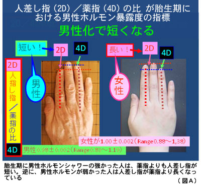 【2026年最新】「手が大きい男性」に惹かれるのはなぜ？科学と心理学が解き明かす、隠された魅力の真実