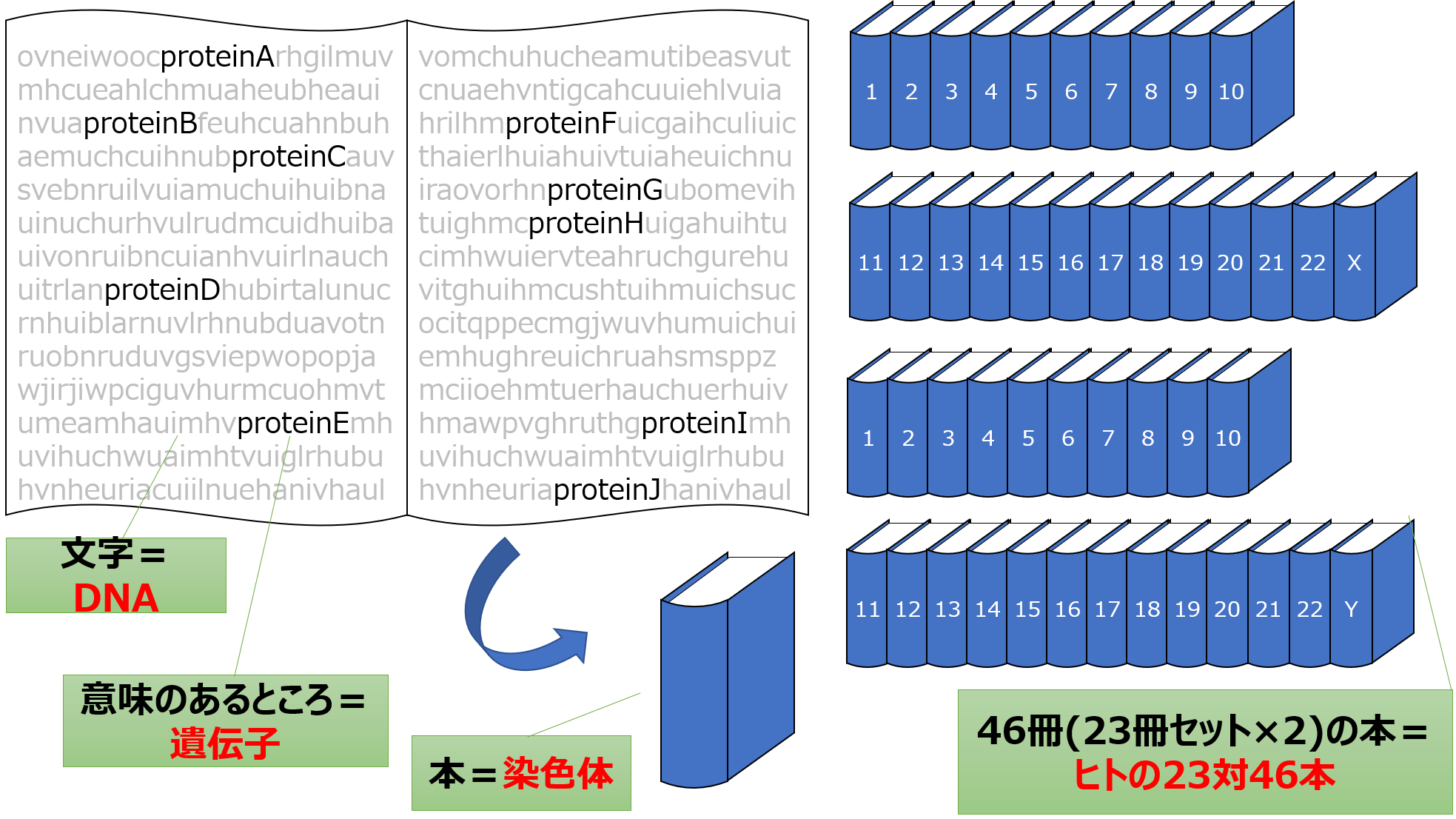 Dna・遺伝子・染色体・ゲノムの違いを図解級整理！最新の生命科学