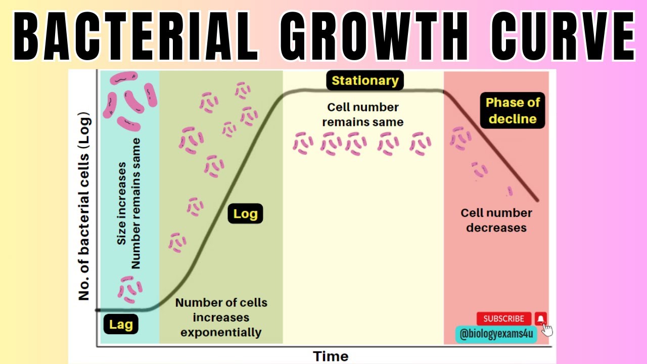 How Long Does It Take for Bacteria to Grow