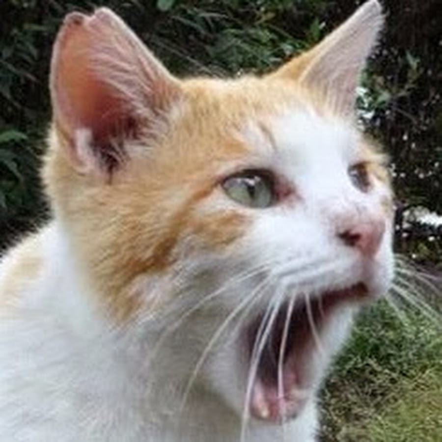 「ねこかます」の正体と現在とは？麿白先生の闘病や炎上の真相を追う