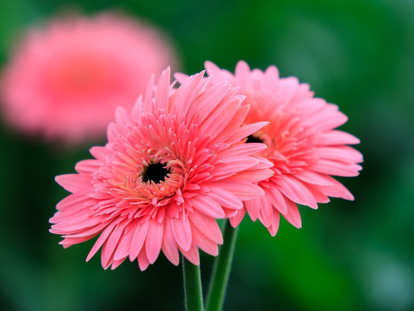 ガーベラの花言葉に怖い意味はある？色別・本数の真相と失敗しない選び方